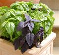 Ocimum basilicum